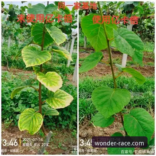 奇异果体育注册遇到问题？这些常见疑问和解决方案你了解吗？