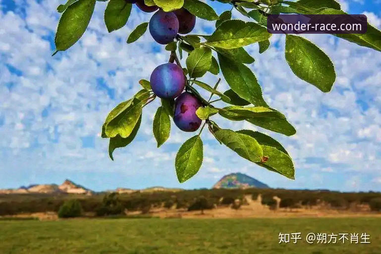 奇异果体育使用教程深度分析：从注册到实战的全维度操作指南
